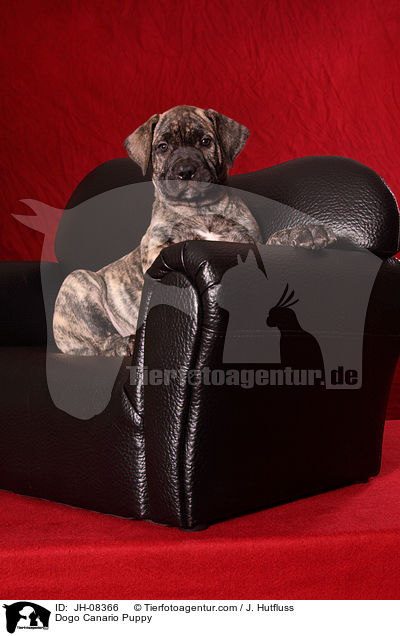 Dogo Canario Welpe / Dogo Canario Puppy / JH-08366