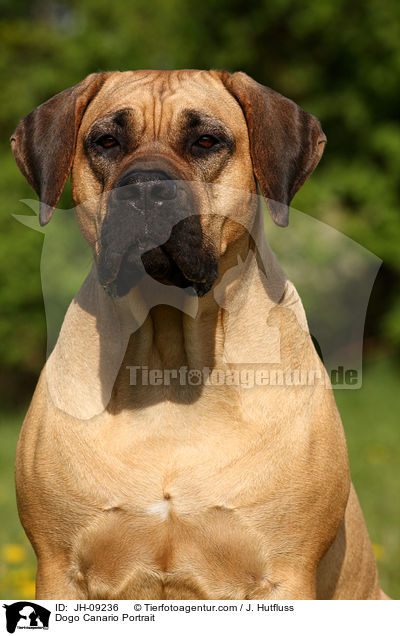 Dogo Canario Portrait / Dogo Canario Portrait / JH-09236