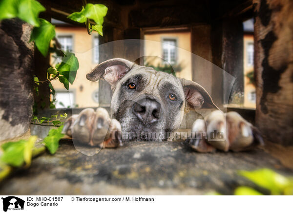 Dogo Canario / MHO-01567