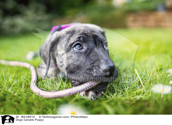 Dogo Canario Puppy / BS-08819