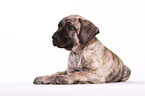 Dogo Canario Puppy