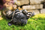 Dogo Canario Puppy