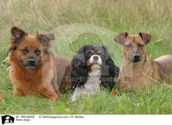 drei Hunde / three dogs / RR-08005
