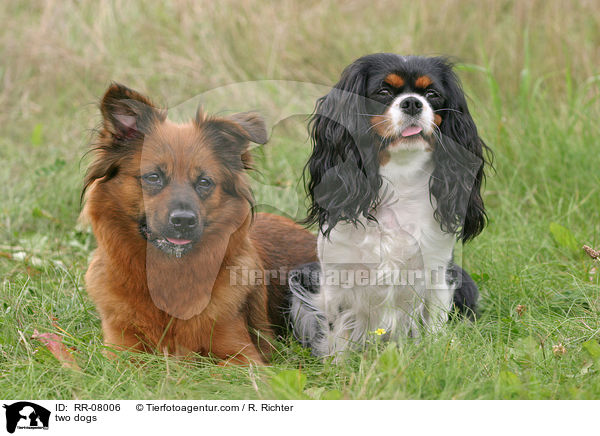zwei Hunde / two dogs / RR-08006