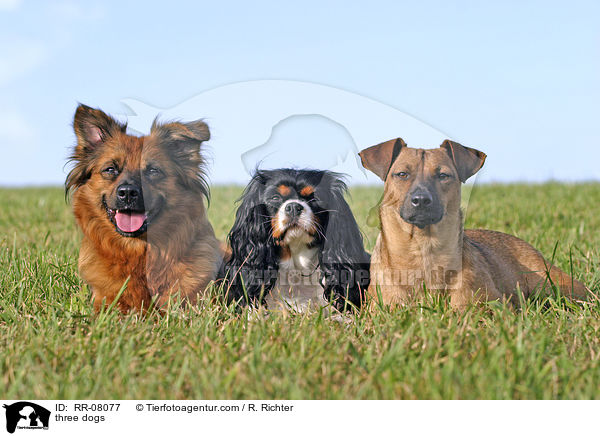 three dogs / RR-08077