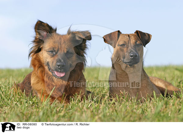 two dogs / RR-08080