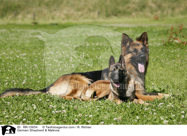 Deutscher Schferhund & Malinois / German Shepherd & Malinois / RR-15654