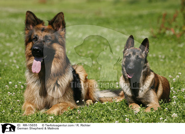 Deutscher Schferhund & Malinois / German Shepherd & Malinois / RR-15655