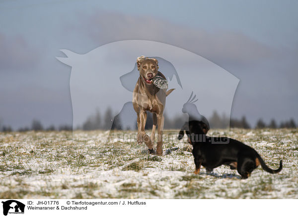 Weimaraner & Dachshund / JH-01776