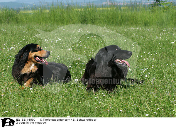 2 dogs in the meadow / SS-14590