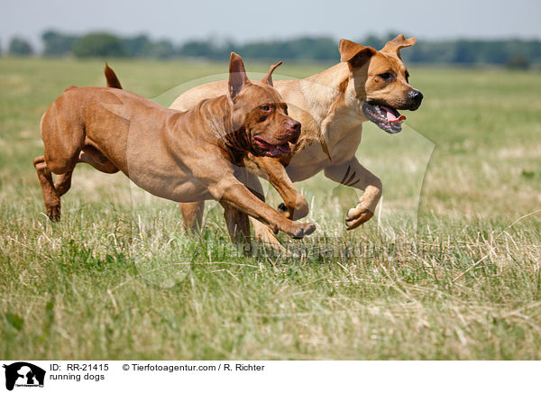 rennende Hunde / running dogs / RR-21415