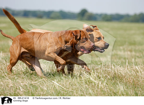 rennende Hunde / running dogs / RR-21416