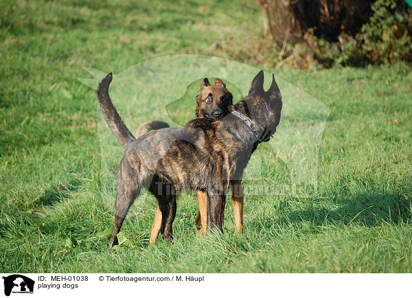 spielende Hunde / playing dogs / MEH-01038