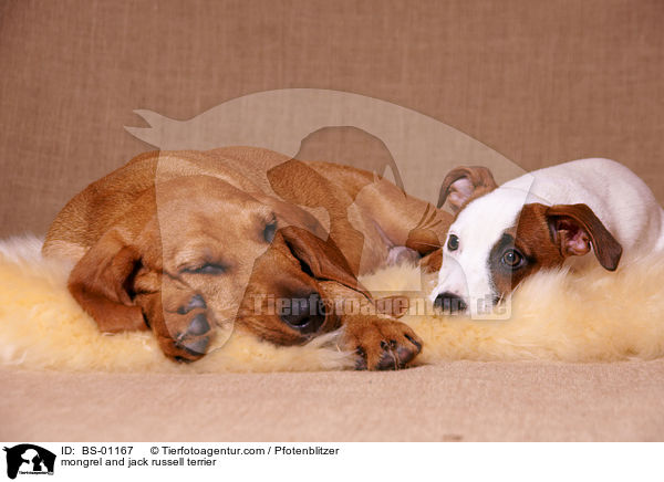 Beagle-Griffon-Mix und Jack Russelll Terrier / mongrel and jack russell terrier / BS-01167