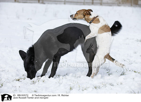 Jack Russell Terrier & Mischling / Jack Russell Terrier and mongrel / RR-50572