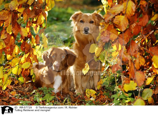 Toller und Mischling / Tolling Retriever and mongrel / RR-57729