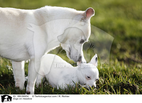 Hunde auf der Wiese / dogs on meadow / RR-58954