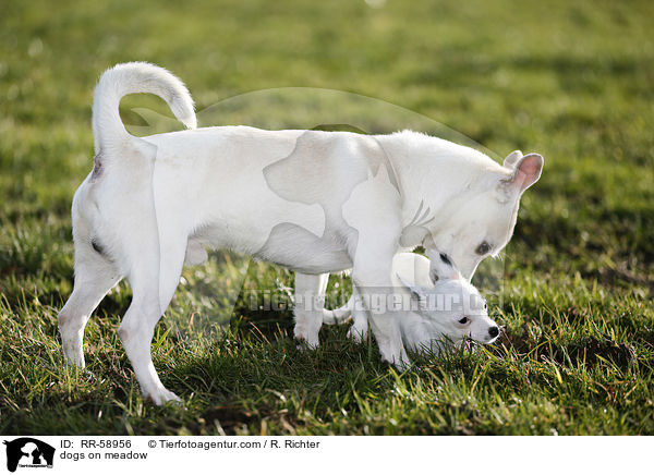 Hunde auf der Wiese / dogs on meadow / RR-58956