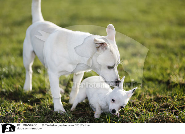 Hunde auf der Wiese / dogs on meadow / RR-58960