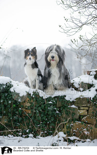 Bearded Collie und Sheltie / Bearded Collie and Sheltie / RR-79254