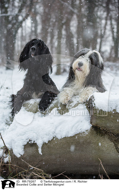 Bearded Collie und Setter-Mischling / Bearded Collie and Setter Mongrel / RR-79267