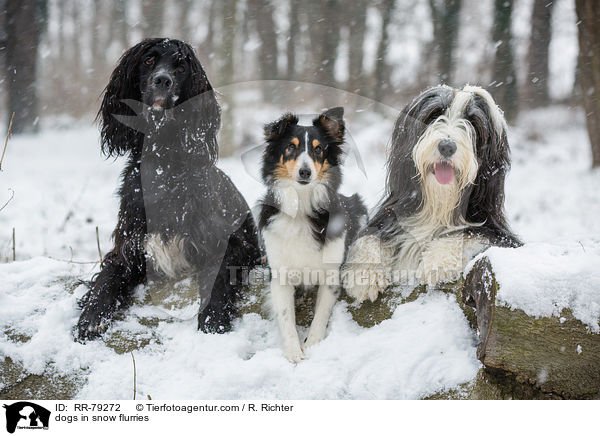 Hunde im Schneegestber / dogs in snow flurries / RR-79272