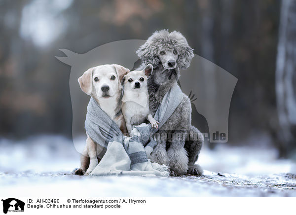 Beagle, Chihuahua und Kleinpudel / Beagle, Chihuahua and standard poodle / AH-03490