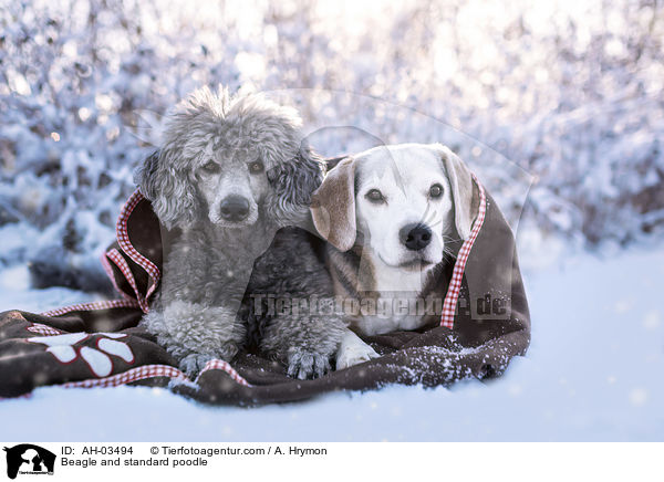 Beagle und Kleinpudel / Beagle and standard poodle / AH-03494