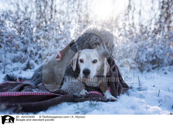 Beagle und Kleinpudel / Beagle and standard poodle / AH-03495