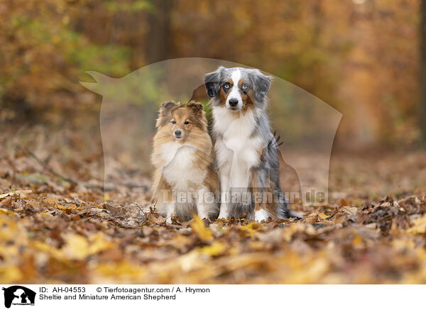 Sheltie und Miniature American Shepherd / Sheltie and Miniature American Shepherd / AH-04553