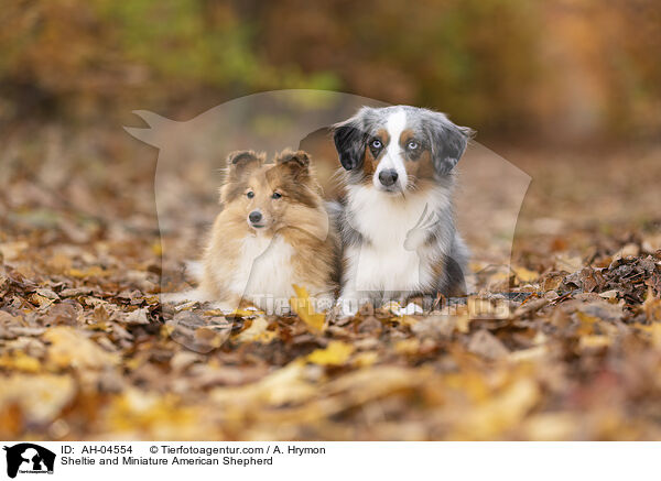 Sheltie und Miniature American Shepherd / Sheltie and Miniature American Shepherd / AH-04554