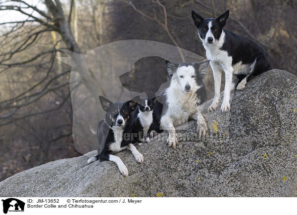 Border Collie und Chihuahua / Border Collie and Chihuahua / JM-13652