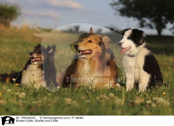 Border Collie, Sheltie und Collie / Border Collie, Sheltie and Collie / PM-08320