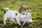 dogs on meadow