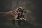 Rhodesian Ridgeback and Labrador