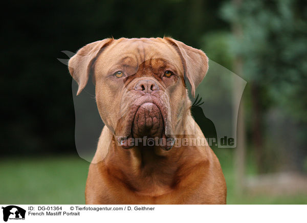 Bordeauxdogge Portrait / French Mastiff Portrait / DG-01364