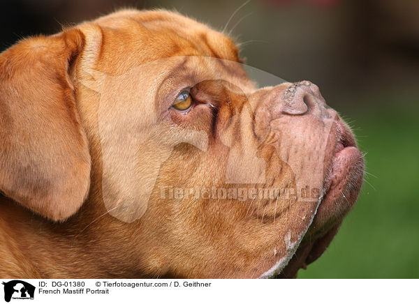 Bordeauxdogge Portrait / French Mastiff Portrait / DG-01380