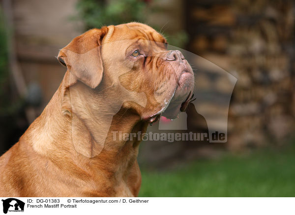 Bordeauxdogge Portrait / French Mastiff Portrait / DG-01383