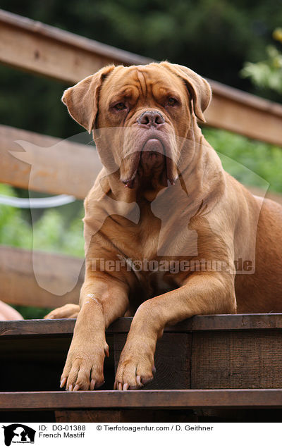 Bordeauxdogge / French Mastiff / DG-01388