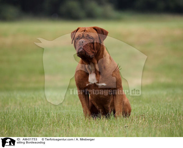 sitzende Bordeauxdogge / sitting Bordeauxdog / AM-01753