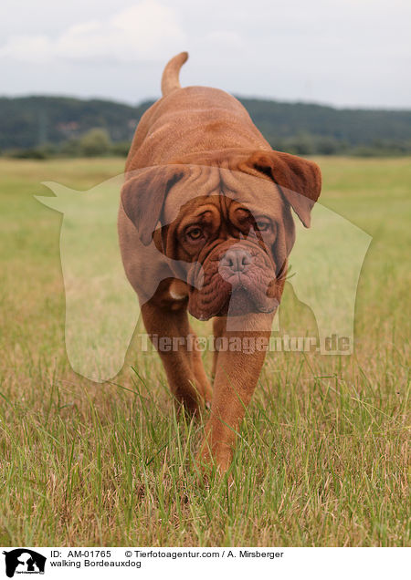 laufende Bordeauxdogge / walking Bordeauxdog / AM-01765