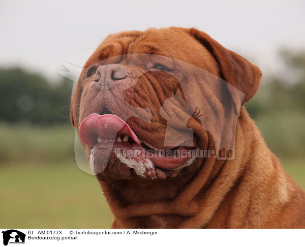 Bordeauxdogge Portrait / Bordeauxdog portrait / AM-01773