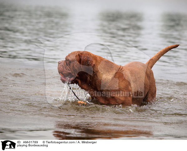 spielende Bordeauxdogge / playing Bordeauxdog / AM-01789