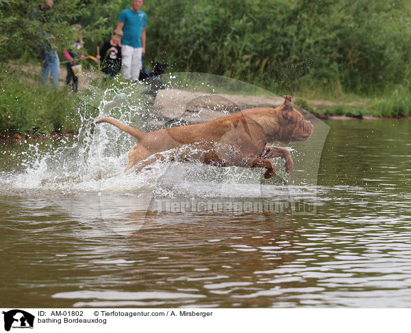 badende Bordeauxdogge / bathing Bordeauxdog / AM-01802