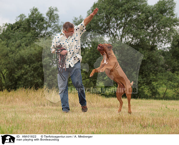 Mann spielt mit Bordeauxdogge / man playing with Bordeauxdog / AM-01822