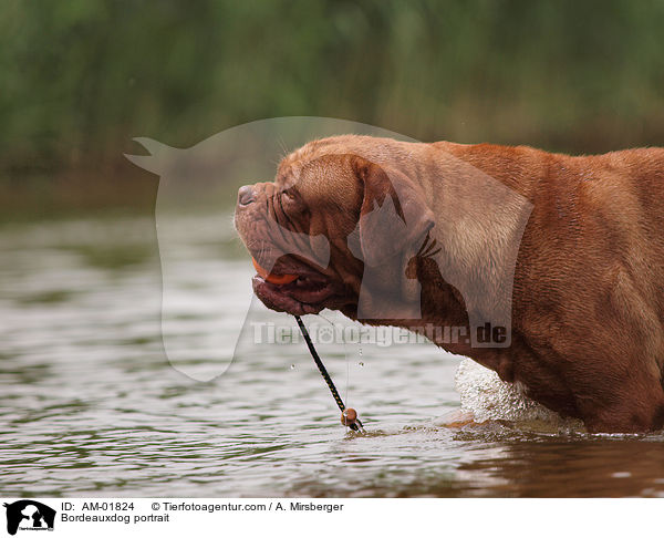 Bordeauxdogge Portrait / Bordeauxdog portrait / AM-01824