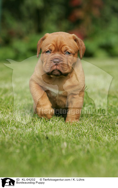 Bordeauxdogge Welpe / Bordeauxdog Puppy / KL-04202