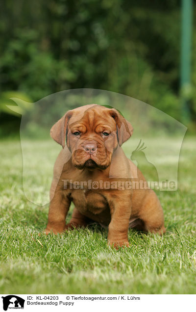 Bordeauxdogge Welpe / Bordeauxdog Puppy / KL-04203