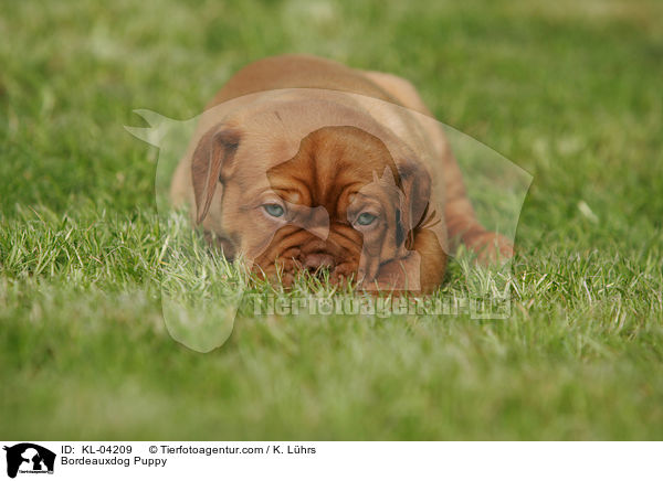 Bordeauxdogge Welpe / Bordeauxdog Puppy / KL-04209