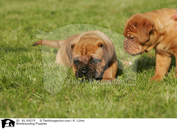 Bordeauxdogge Welpen / Bordeauxdog Puppies / KL-04215